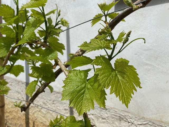 Peronospora in črna pegavost uničujeta vinograde