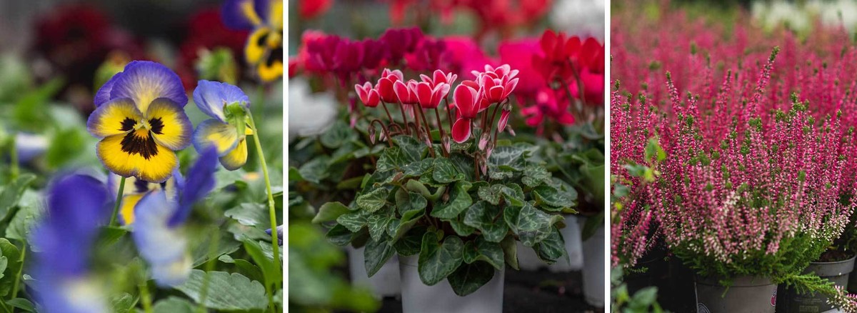 Velika izbira mačeh, ciklam, jesenske vrese in drugega jesenskega cvetja - na zalogi v vrtnem centru Eurogarden Dobrova pri LJ in Krško.