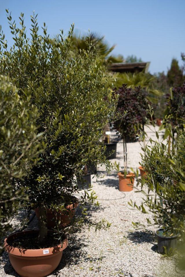 Vrtni centar Eurogarden Split – Kaštel Sućurac – čeka vas bogata ponuda sadnica maslina. Ali kod nas dobijete i više od toga: savjete o uzgoju, razmnožavanju i berbi maslina. 