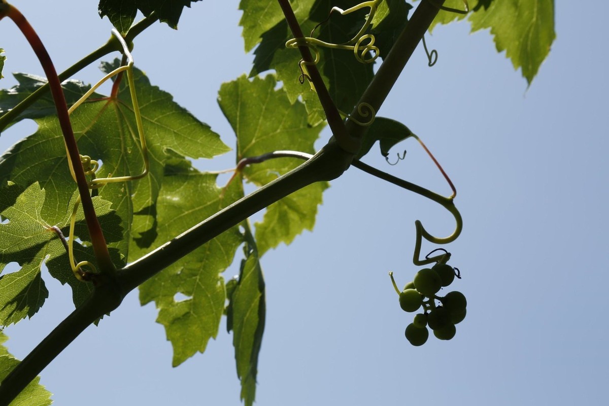 Vse za vinogradnike na enem mestu v vrtnih centrih Eurogarden
