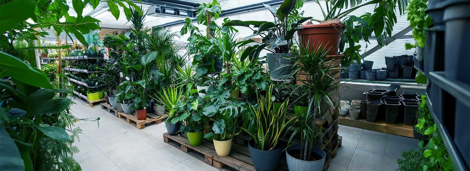 To so sobne rastline, ki izboljšajo zrak in počutje