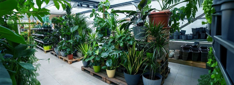 To so sobne rastline, ki izboljšajo zrak in počutje