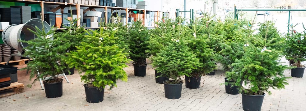 Kdaj je pravi čas za nakup naravnega božičnega drevesca?