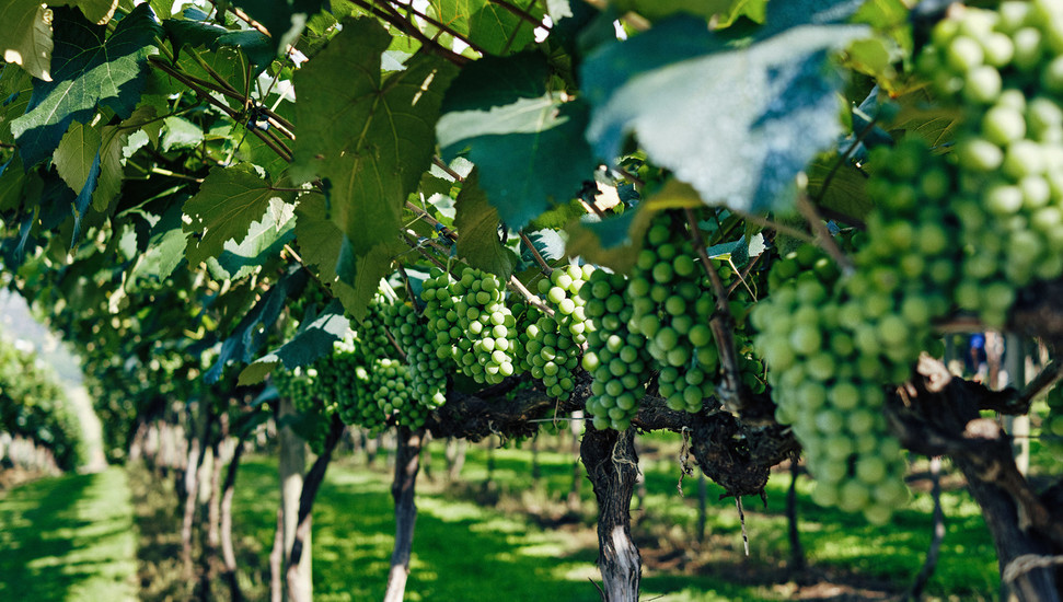 Pomoč pri poletnem delu v vinogradu