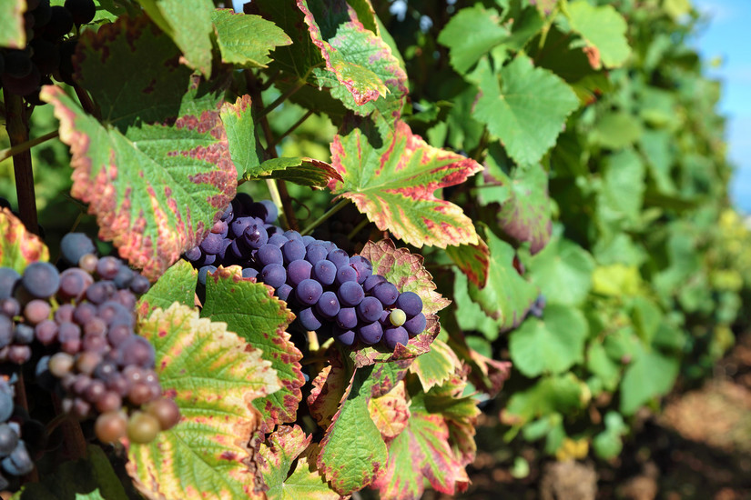 Kako prepoznati najpogostejšo bolezen v vinogradu?