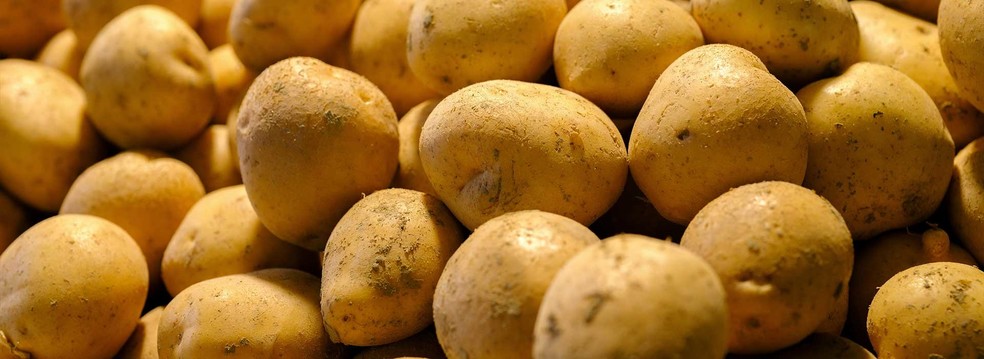 Kaj morate vedeti, ko kupujete semenski krompir?