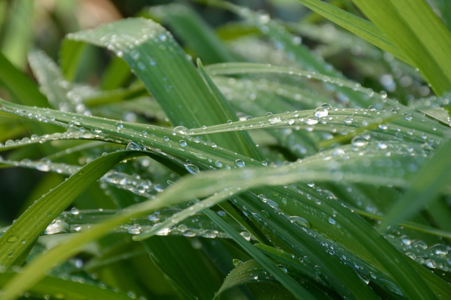Okrasna trata: od prvih poganjkov do goste zelenice