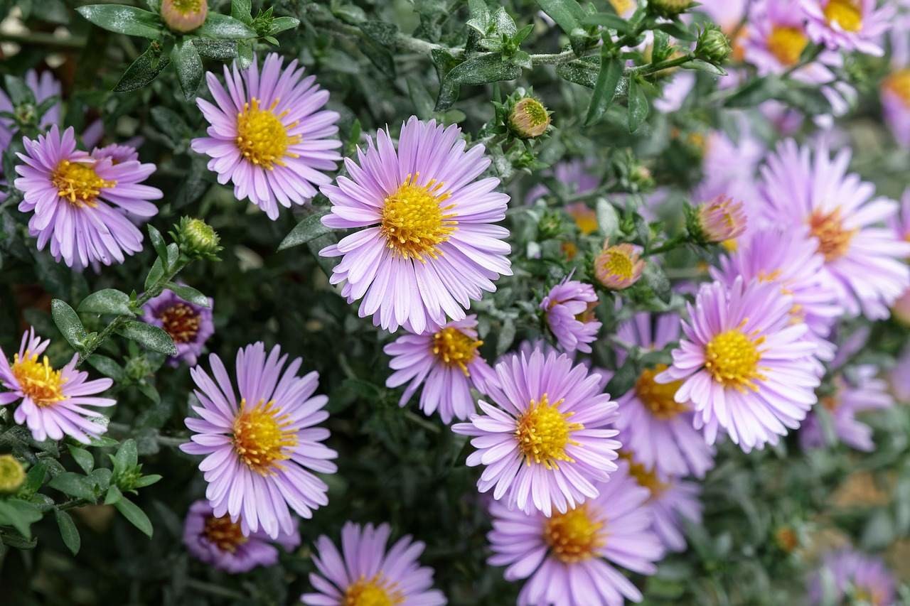 Setveni koledar - november 2021