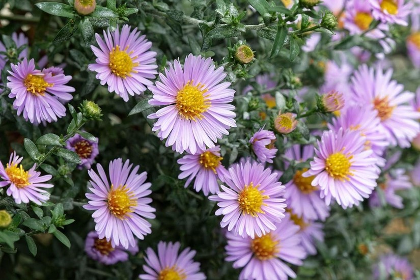 Setveni koledar - november 2021