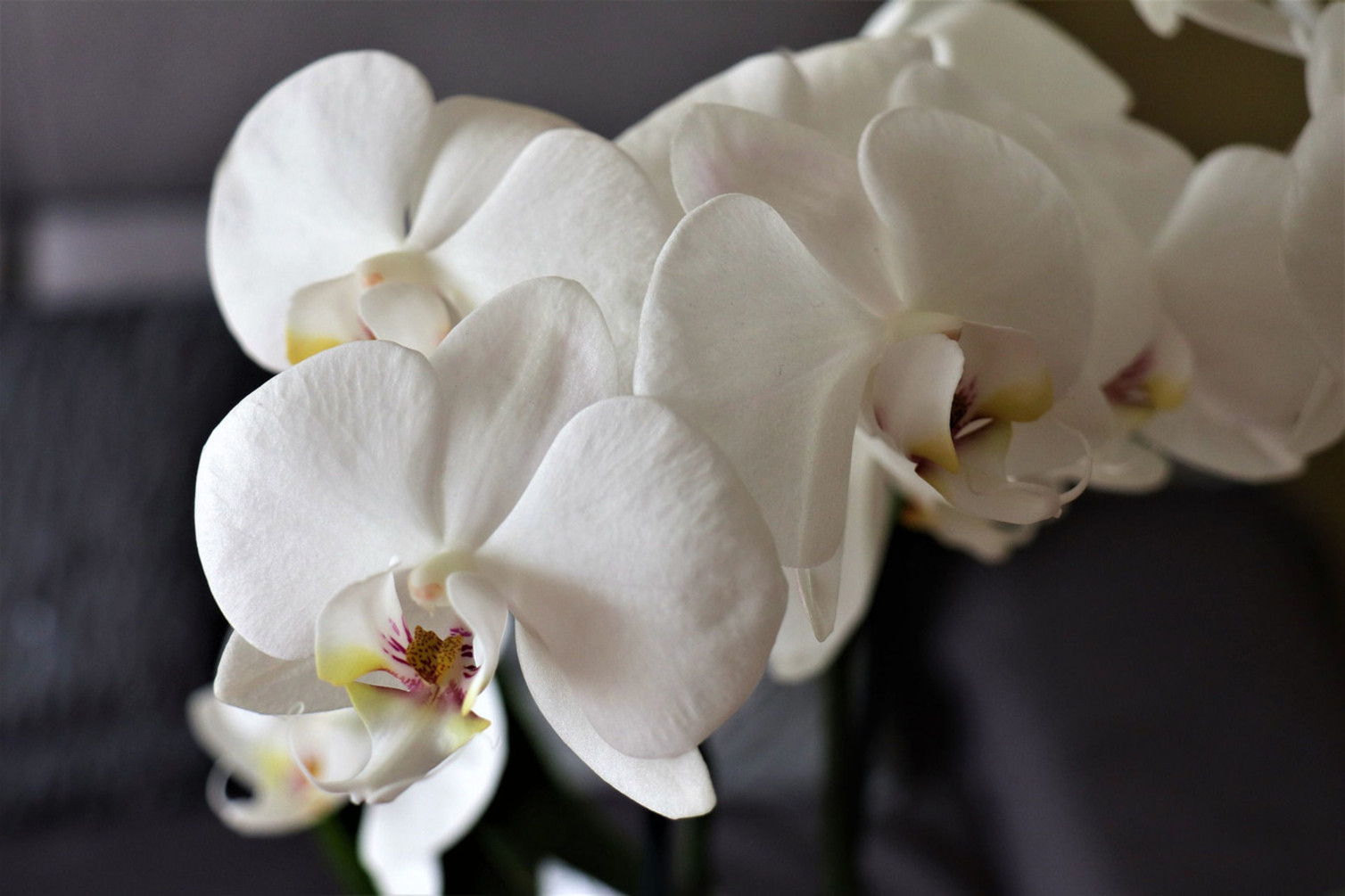 Sobne rastline pozimi