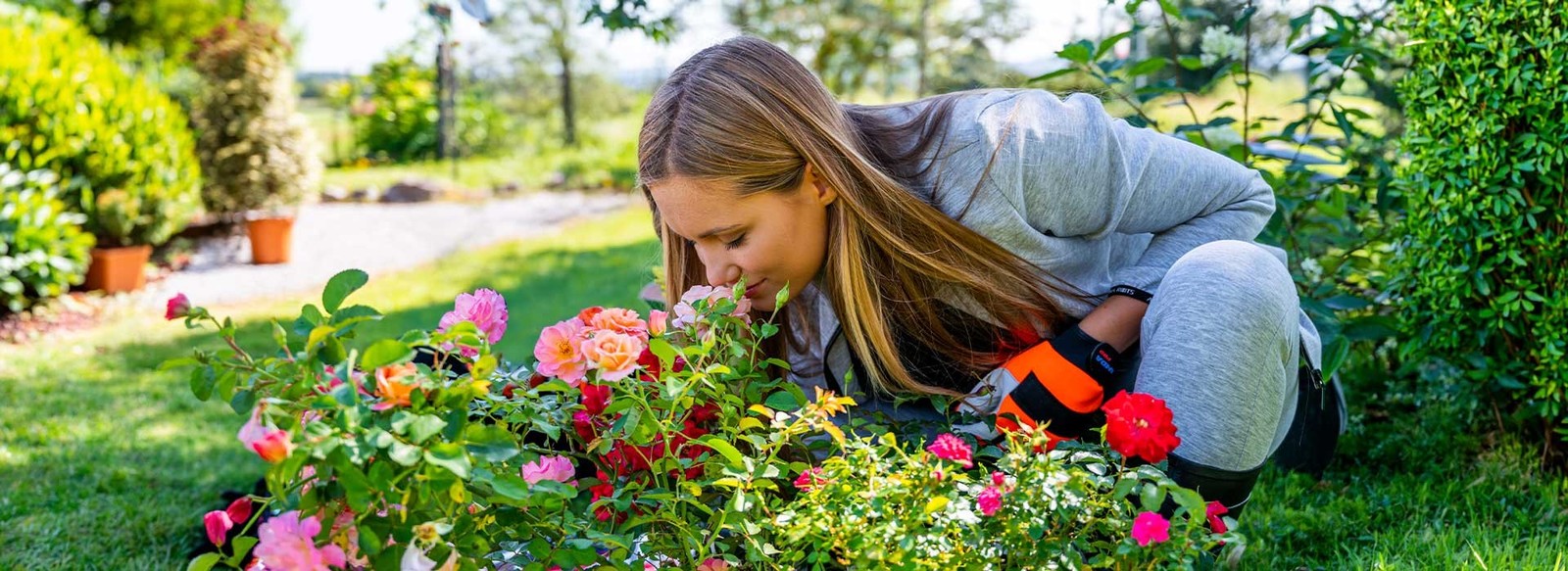 Eurogarden svetuje: Kaj vrtnice potrebujejo za uspešno rast?