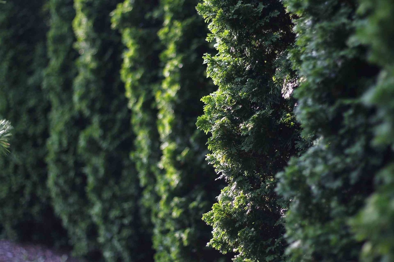 Živa meja - nega in obrezovanje #video