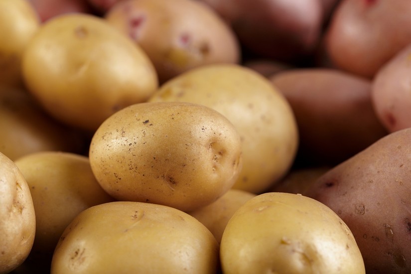 Na kaj moramo biti pozorni pri nakupu semenskega krompirja?
