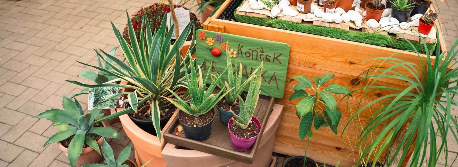 Eurogarden kotiček dr. Darka – kjer rastline dobijo drugo priložnost