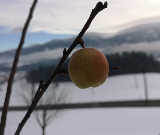 Nega sadovnjaka v decembru