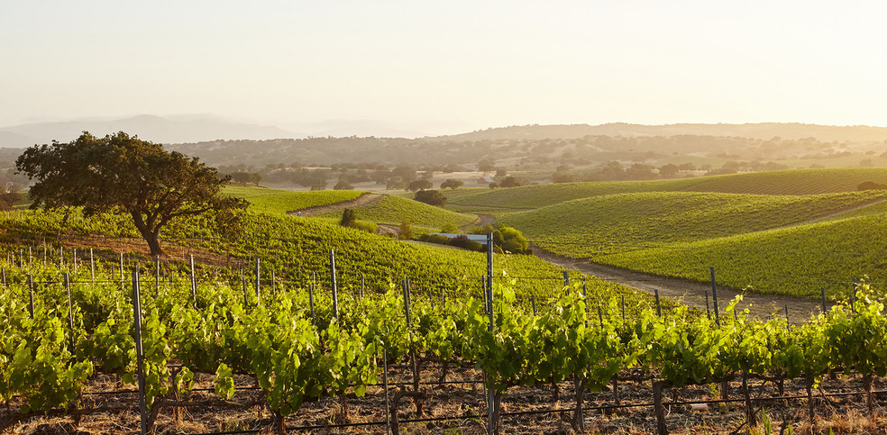 5 strokovnih nasvetov za poletna dela v vinogradu