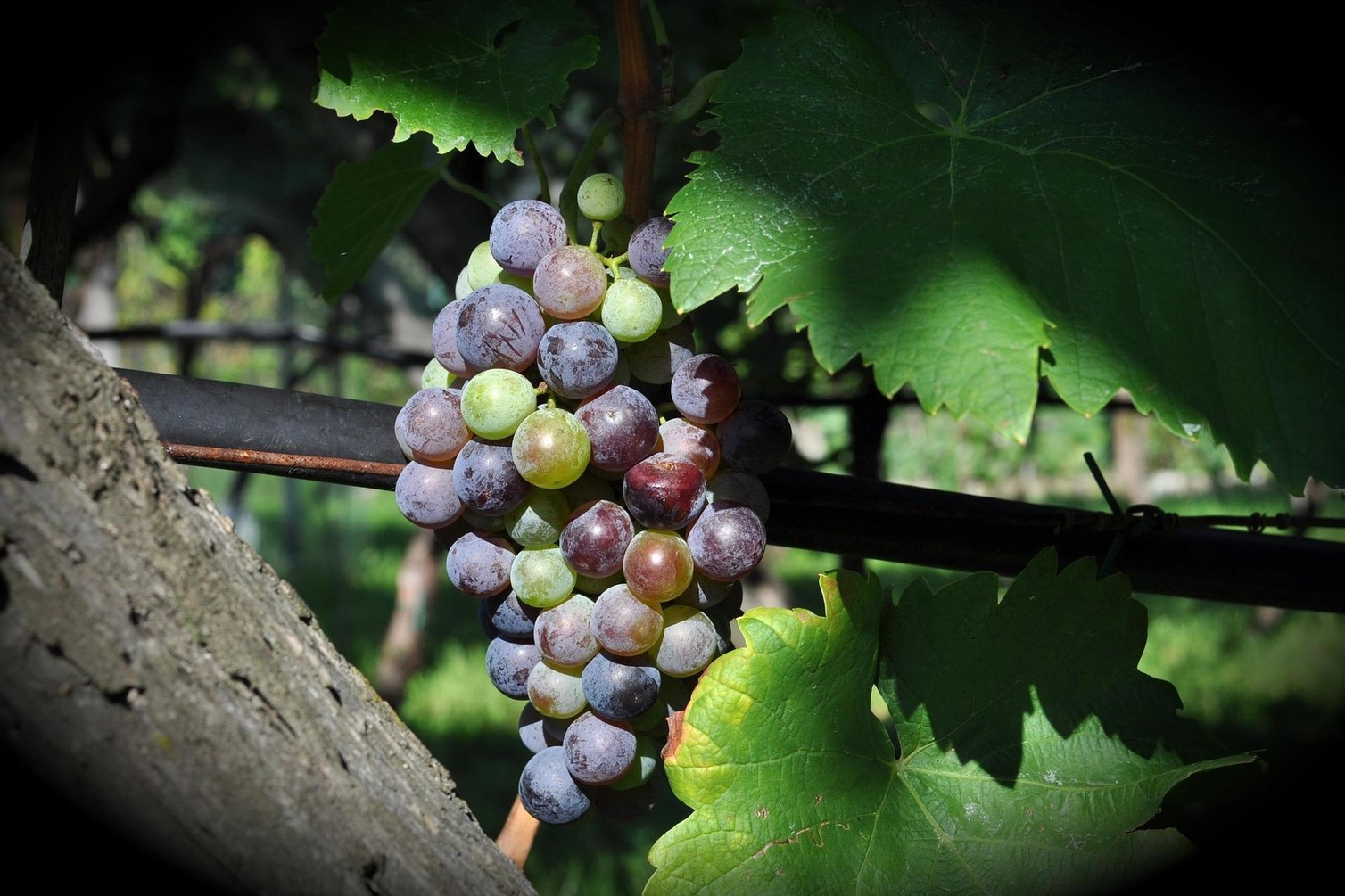 Poletna skrb za vinograd