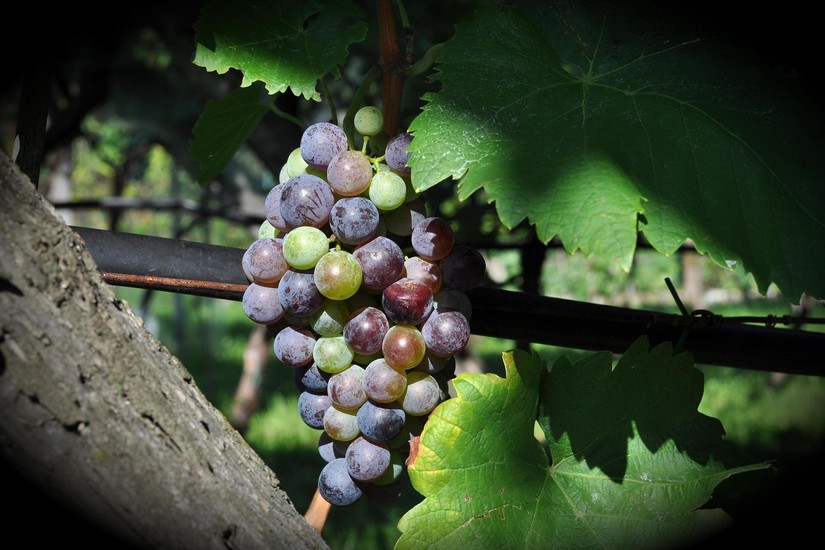 Poletna skrb za vinograd