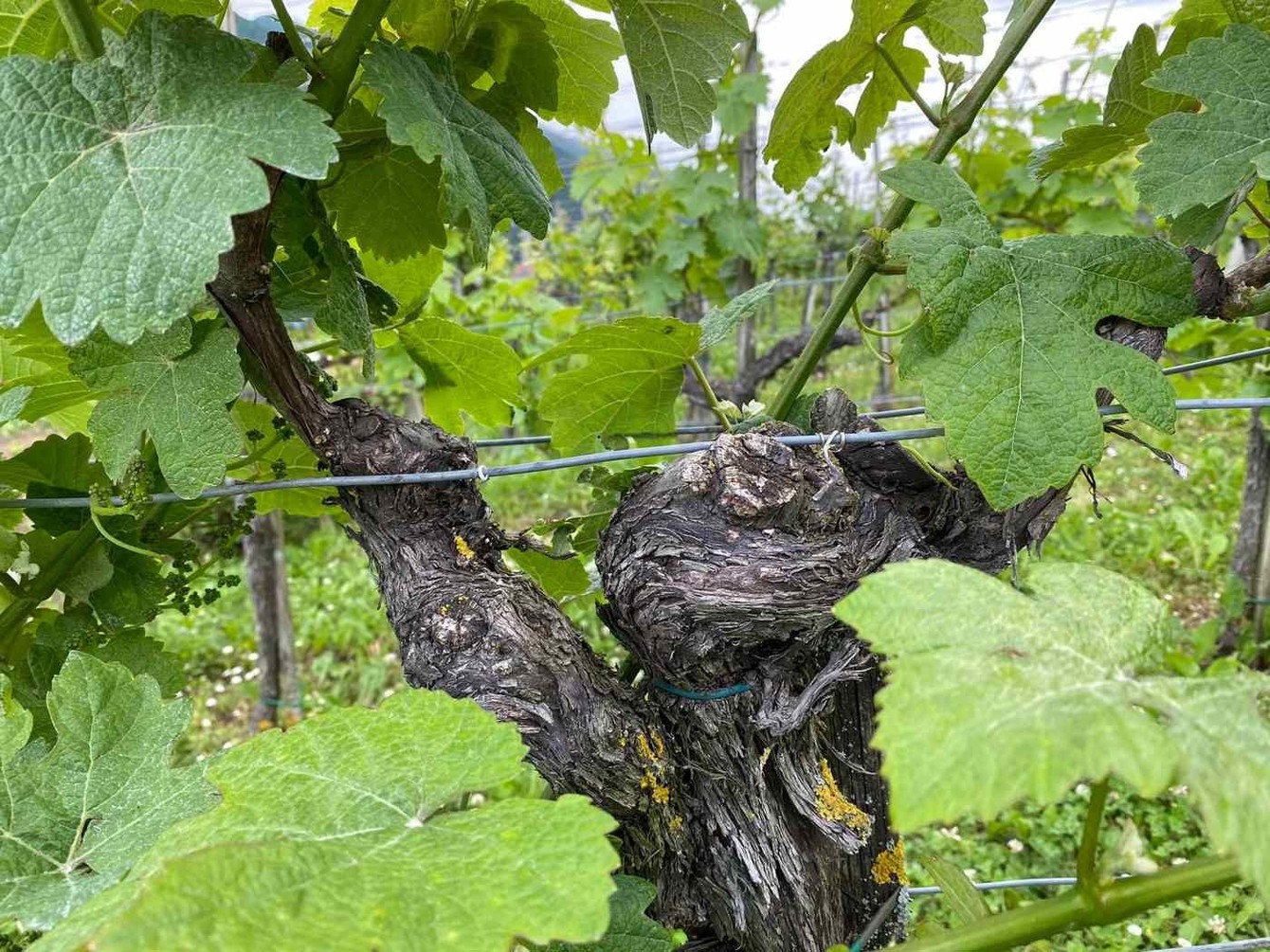 Ali se splača pomladiti star vinograd?